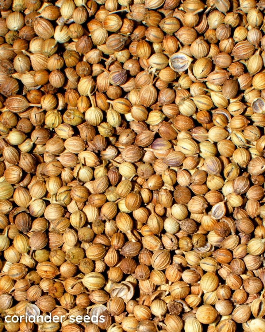 Coriander Seeds