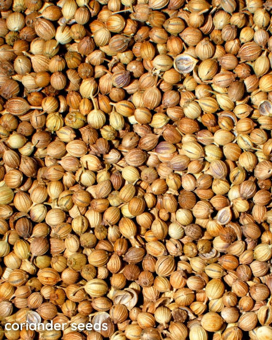 Coriander Seeds