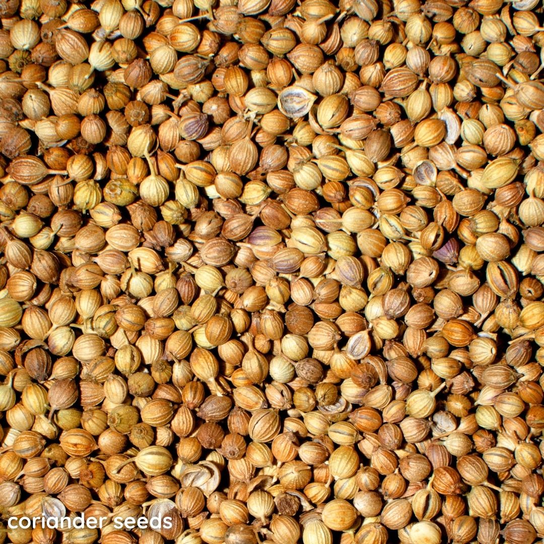 Coriander Seeds